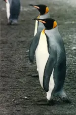 penguin photo1.webp