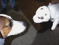 scout & digger.webp