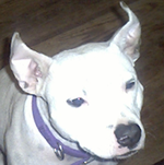 devil dog b.webp