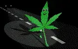 walkingleaf.webp