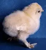 chick - yellow.webp