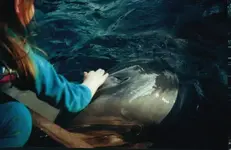 dolphin.webp