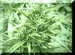 hempbutton.webp