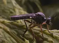 fly.webp