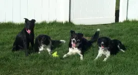 4Dogz.webp