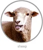 photo_sheep.webp