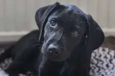 black dog.webp