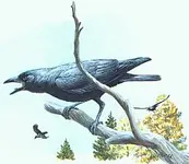 crow.webp