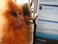 monkeyphone.webp