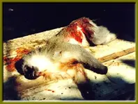 dead_monkey_1.webp