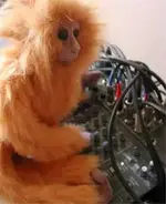 monkeyaudio1.webp