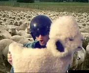 0sheep.webp