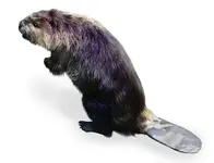 beaver.webp