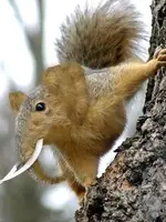 squirrephant.webp