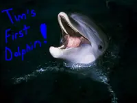 Tims first dolphin.webp