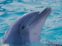 smallerdolphin.webp