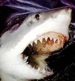 great-white-shark-picture-022.webp