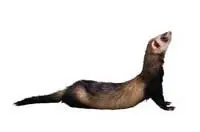 ferrot.webp