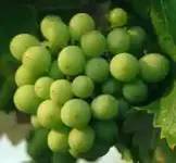 sour_grapes.webp