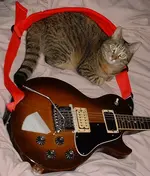 kitty_paul.webp