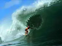 shark_surfing_jpg.webp