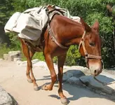 newride.webp