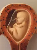 baby in womb.webp