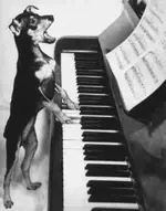 dog7.webp