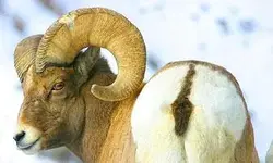 Ramimooning.webp