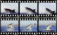 shark.webp