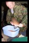 salmon eggs.webp