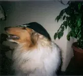 Pirate Rambo.webp