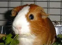 guineapig.webp