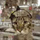 Cat Music.webp
