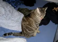 amy 00000.webp