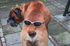 dog.webp