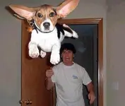flying-dog.webp