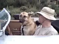 doggone.webp