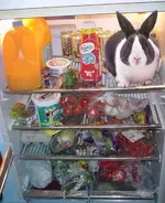 cool rabbit.webp