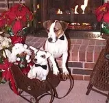 dogs.webp