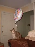 im000231a.webp