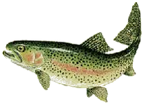 trout.webp