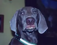 bubba_sdog.webp