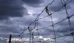 chicken wire.webp