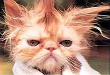 bad_hair_day[1].webp
