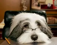 spot.webp