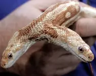 more bite.webp