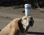 dogue.webp