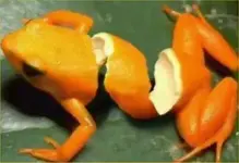 frogpeel.webp