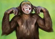 funny_monkey.webp
